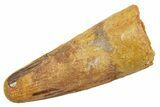Fossil Spinosaurus Tooth - Feeding Worn Tip #363502-1